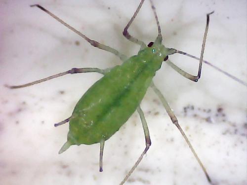 Macrosiphum gei